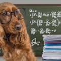 犬はどうやって人や…