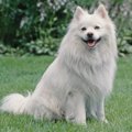 【獣医師監修】アメ…