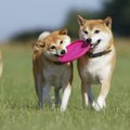 柴犬のおもちゃのお…