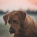 犬がやる気をなくし…