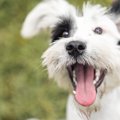 犬の舌の色で分かる…