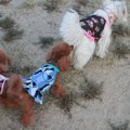 犬服の通販サイトラ…