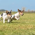 犬が走り回る４つの…