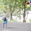愛犬が散歩中に『歩…