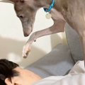 『起きてくださーい……