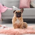 犬が『部屋を散らか…
