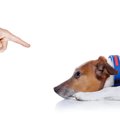 犬に絶対NGな『飼い…