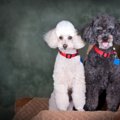 犬アレルギーの人も…