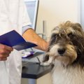 犬の「尿検査」で分…