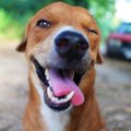 愛犬のことを「生意…