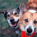 犬がしてくる『構っ…