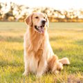 人気の『大型犬』ラ…