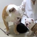 『新入りの子犬と先…