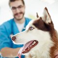 動物病院の小さな仲…