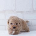 犬がおしっこをする…