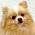 『犬の幼稚園』から…