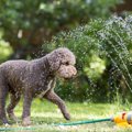犬に『NGな春～夏の…