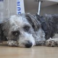 犬も風邪をひく？症…