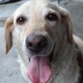 盲導犬は引退後どう…