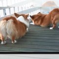 「コギケツ勝負！」…