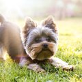 近代的な犬種、狼に…