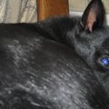 犬に予知能力がある…
