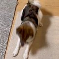 犬に『フセ』をさせ…