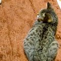 保護猫のことを『優…