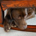 犬の恐怖を読み取る…