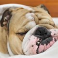 なぜ犬は避妊・去勢…