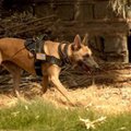 警察犬が足りない！…