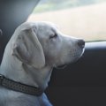 犬が車に乗るのを嫌…