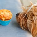 愛犬がかわいいから…