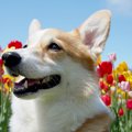 大好きだった、ある…