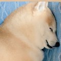 獣医に『お？結構筋…