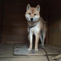 孤独な柴犬「マサオ…