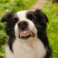 犬が『唸っている』…