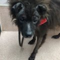 犬を遺棄する瞬間を…