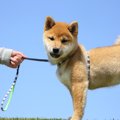 犬に絶対NGな『リー…