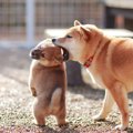 『老犬と子犬』は一…