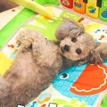 犬が『赤ちゃん用マ…