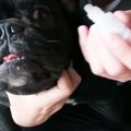 目薬をさしたい飼い…
