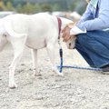 犬が飼い主の服に体…