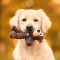 『犬が夢中になるお…