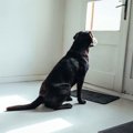 留守番時間の変化は…