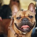 犬が『舌を出してい…