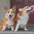 『犬を多頭飼いして…