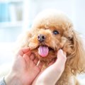 犬の舌でわかる「健…