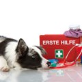 犬の死亡率が高い『…