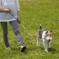 犬を飼うと苦労する…